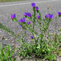 Paterson's Curse (Echium plantagineum)
