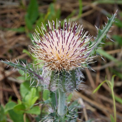 Thistles (Cirsium spp.)