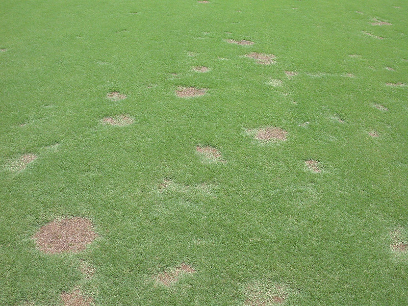 spring dead spot on lawn